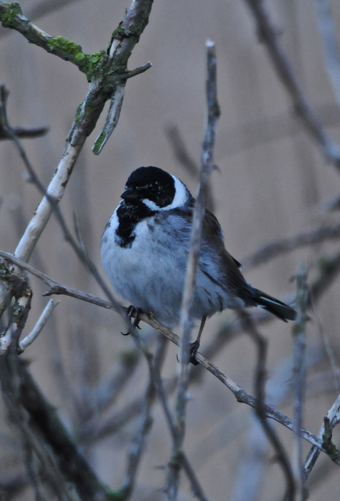 reedbunting14040161