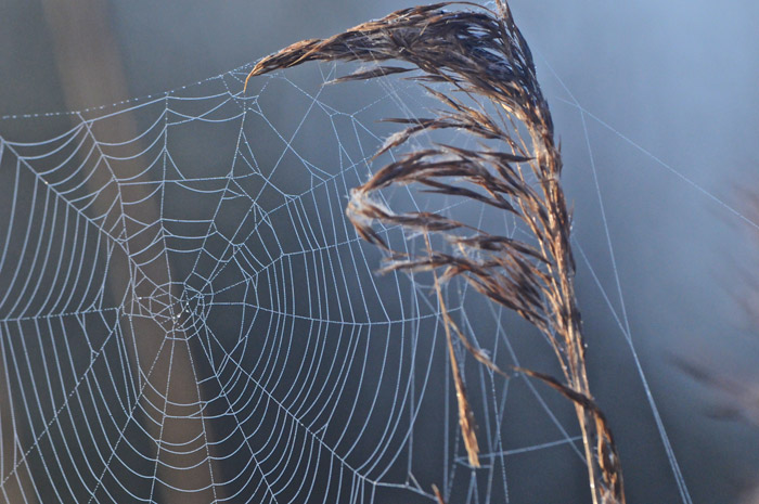 reedcobweb13014164