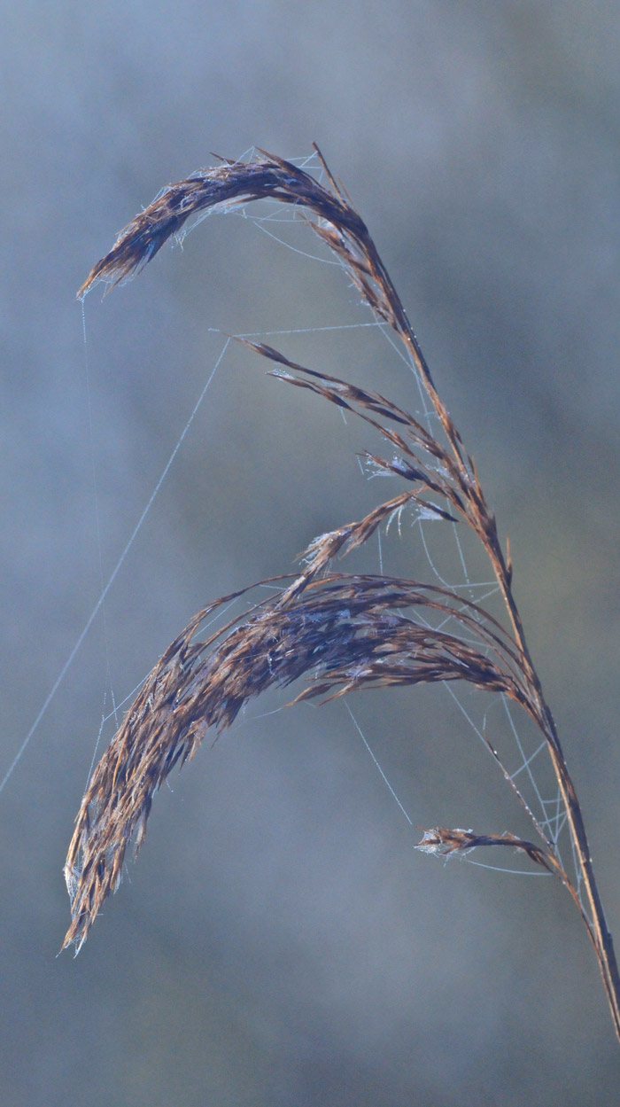 reedcobweb1304163