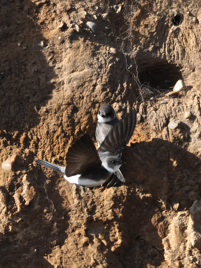 sandmartin1904163