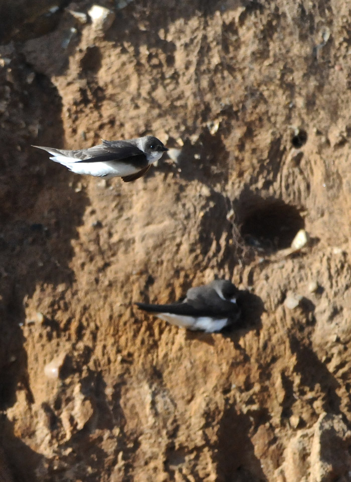 sandmartin1904166