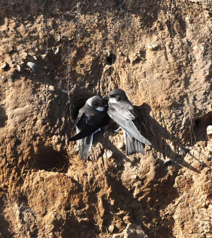 sandmartins1904161