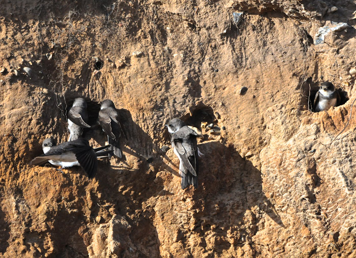 sandmartins1904162