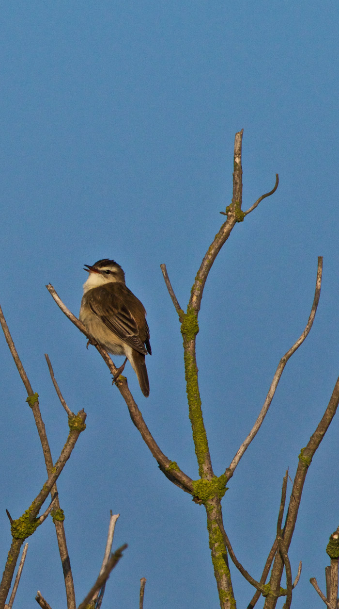 sedgewarbler2804161