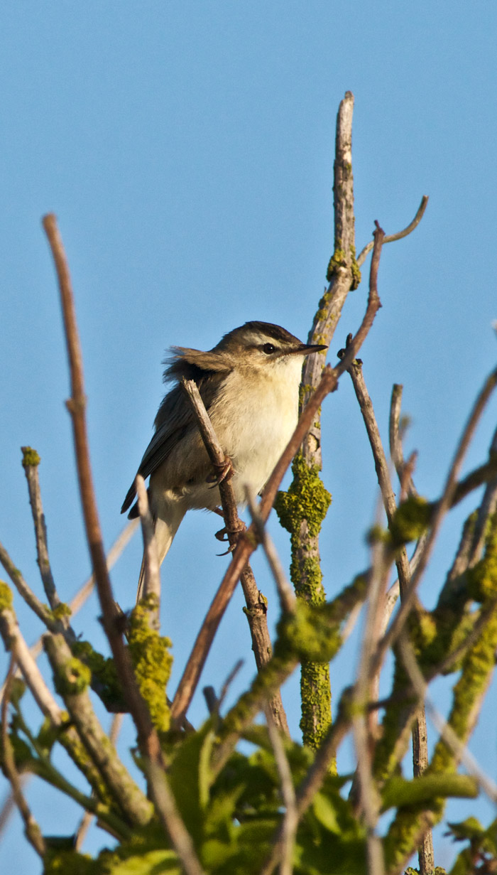 sedgewarbler2804162