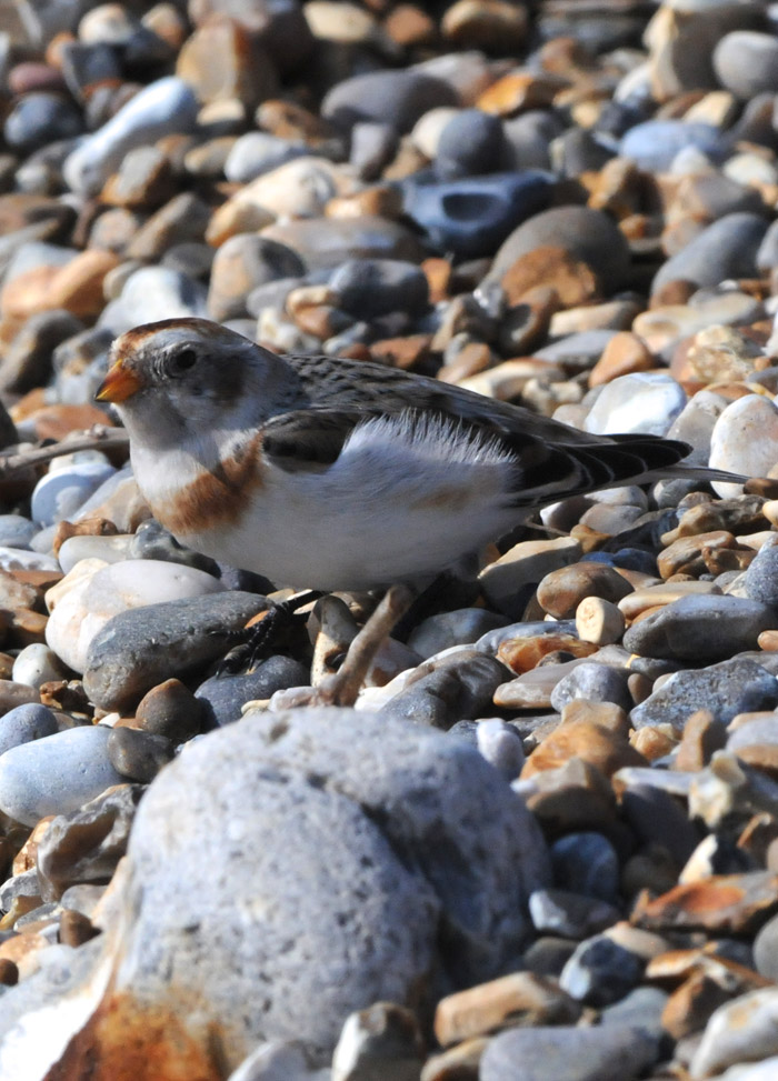 snowbunting1003161