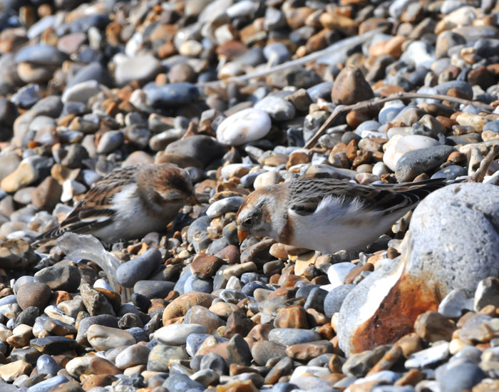 snowbunting1003162