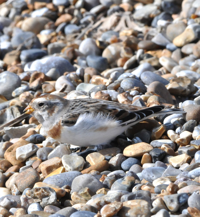 snowbunting1003163