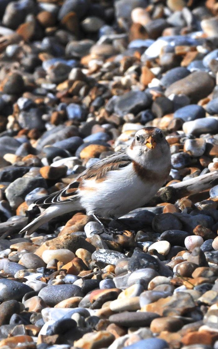 snowbunting1003165