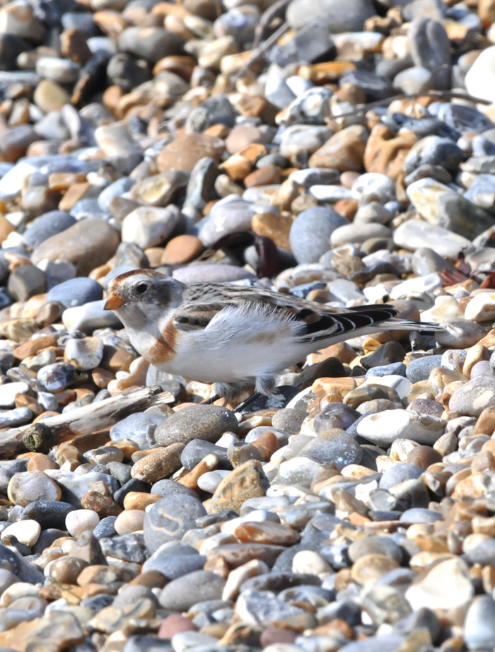 snowbunting1003166