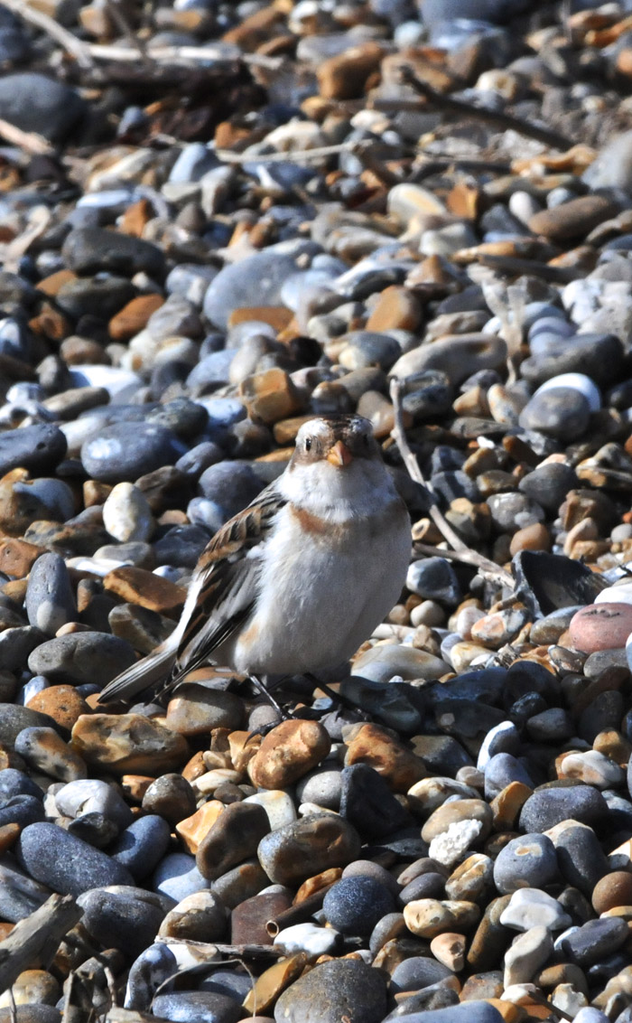 snowbunting1003167