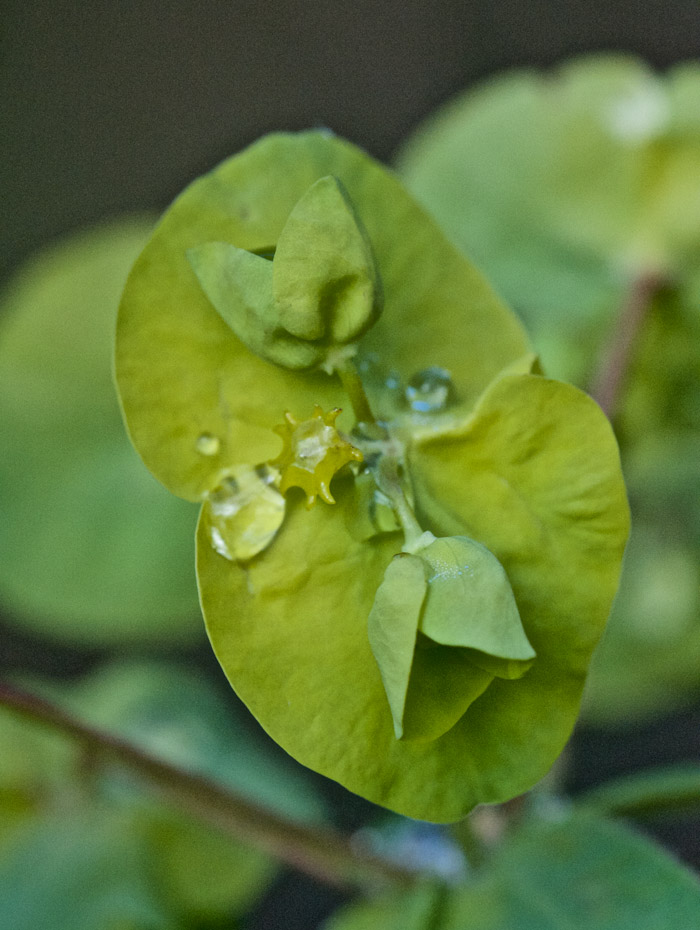 spurge2904161