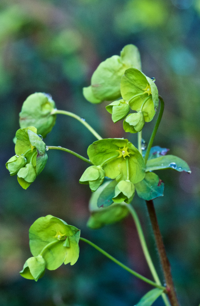 spurge2904162