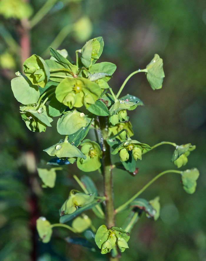 spurge2904163