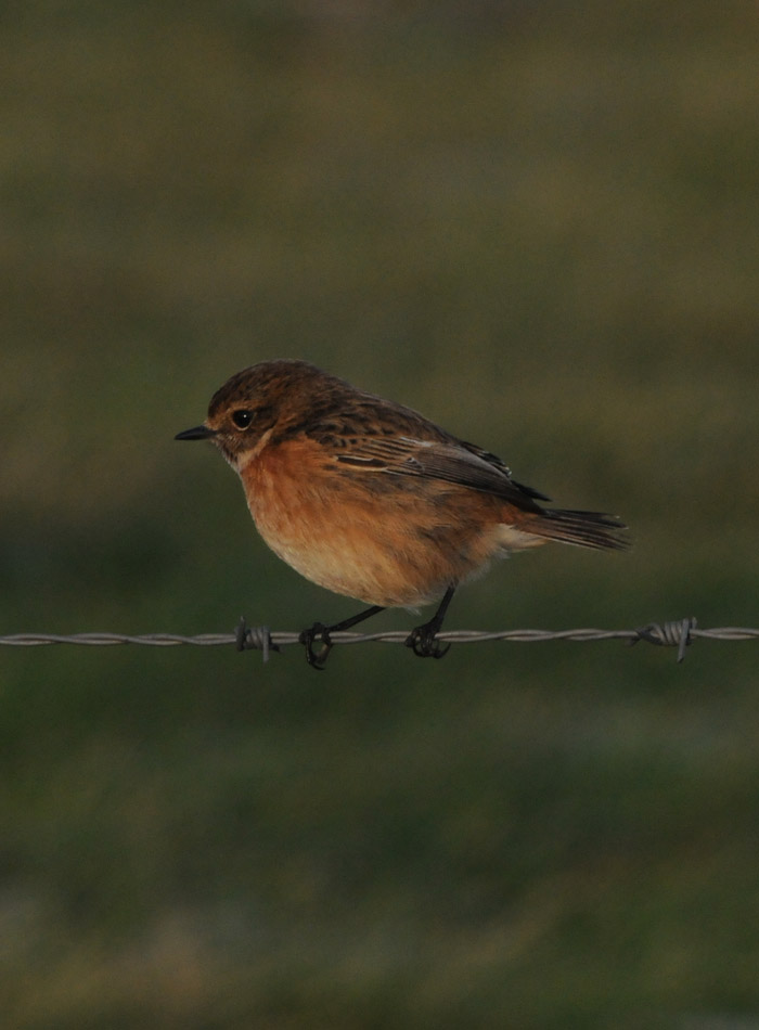 stonechat