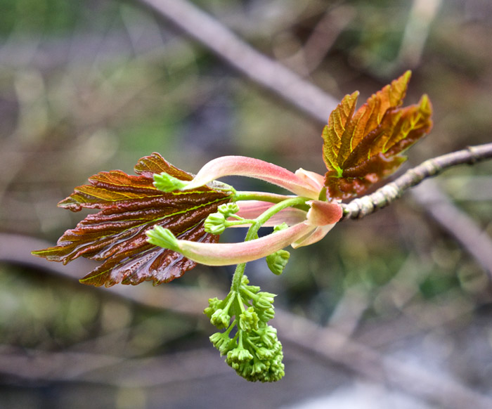 sycamore0304162