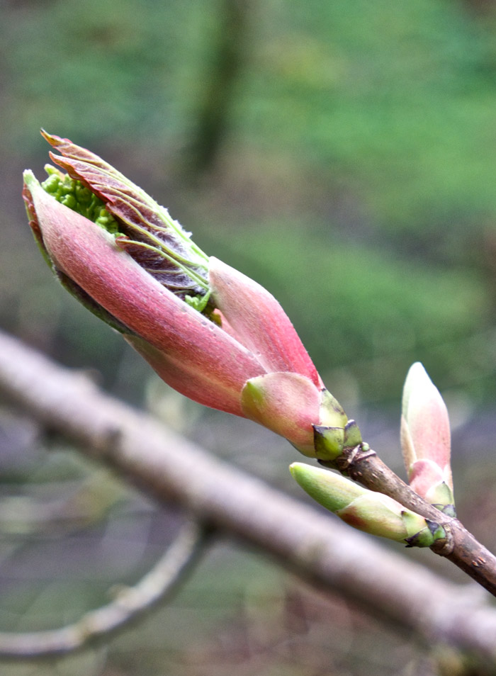 sycamore0304164