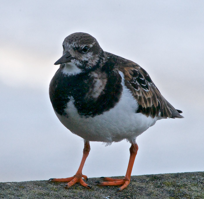 turnstone0601161