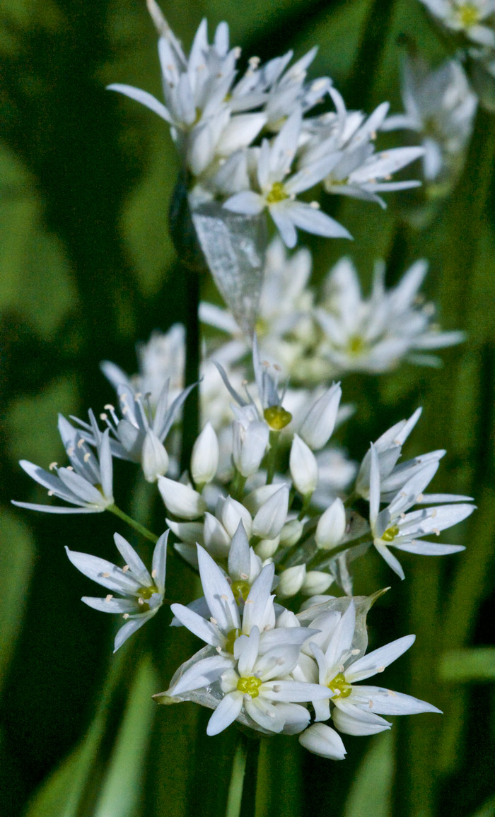 wildgarlic2404161