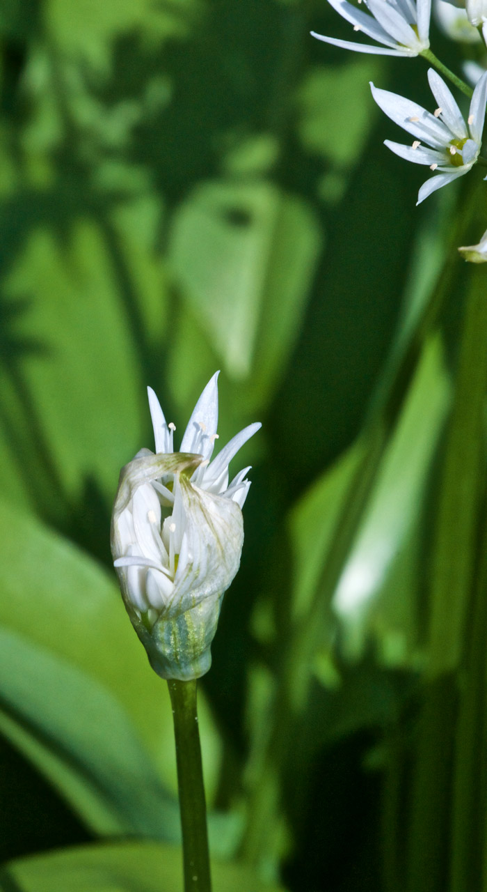 wildgarlic2404162