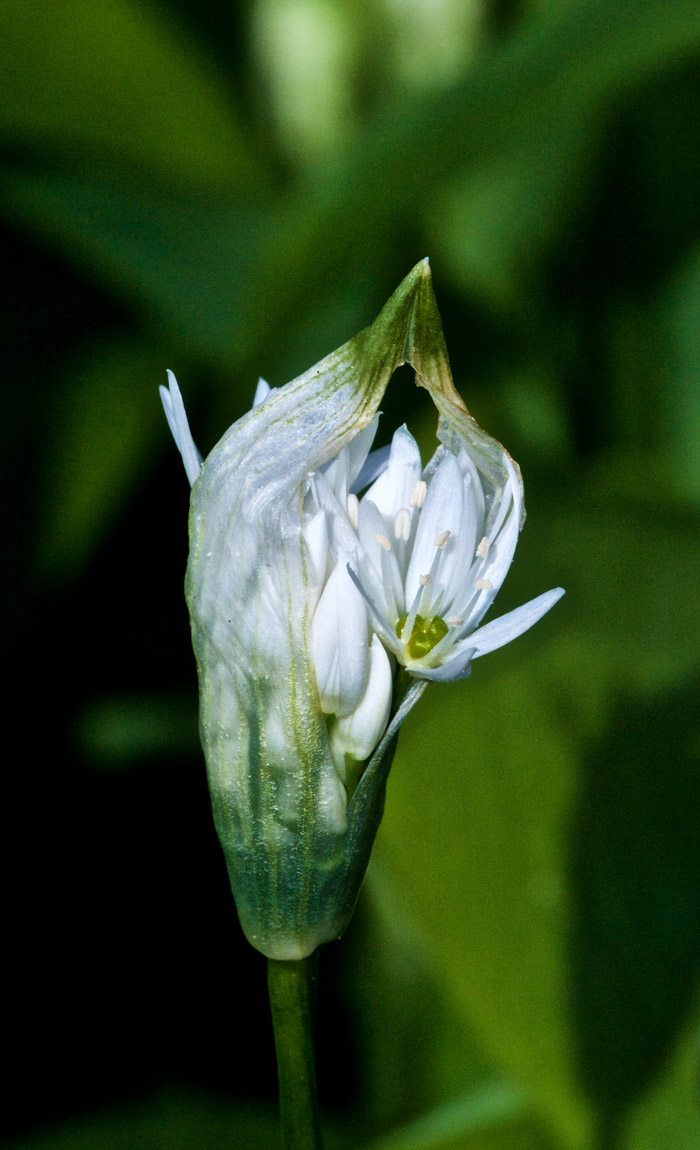 wildgarlic2404163