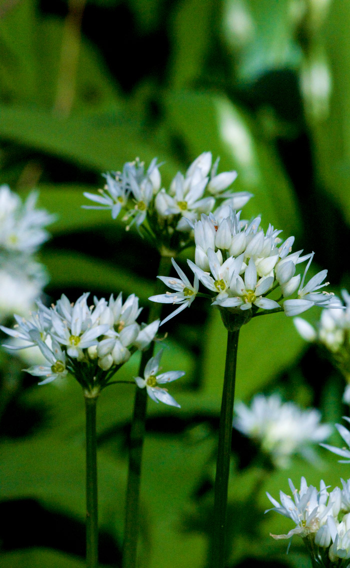 wildgarlic2404164