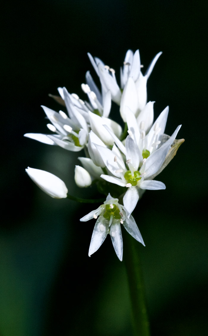 wildgarlic2904161