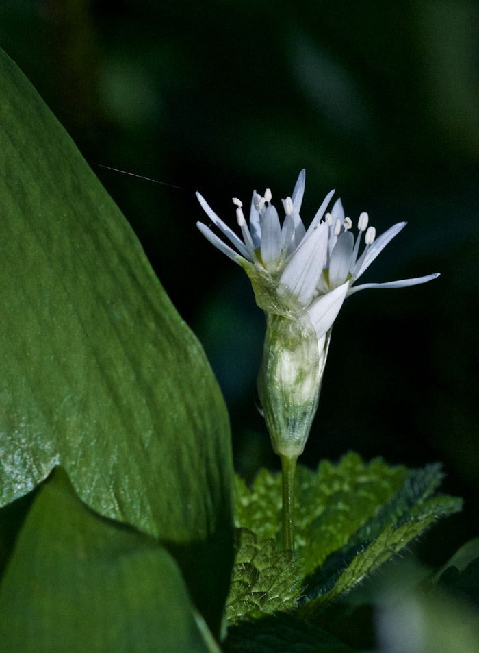 wildgarlic2904162