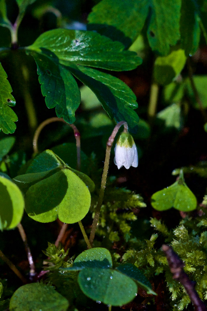 woodsorrel2904161