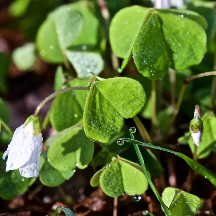 woodsorrel2904163