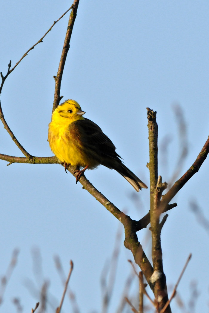 yellowhammer2203161