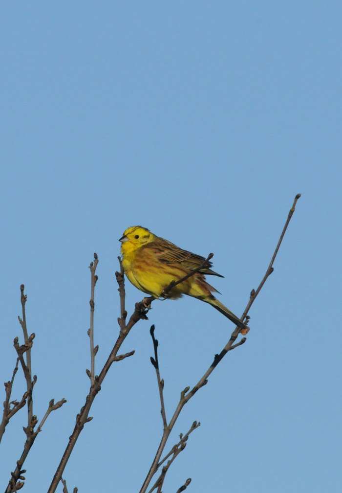 yellowhammer270316