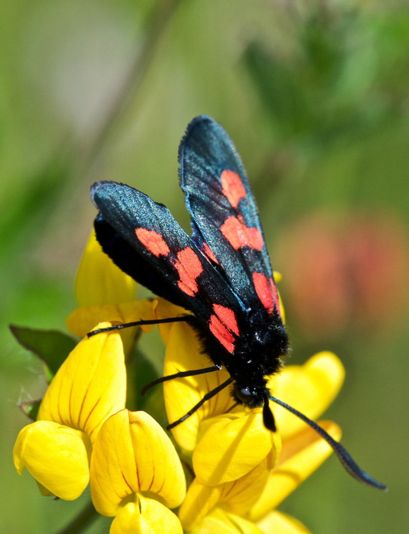 5SpotBurnetMoth0607161