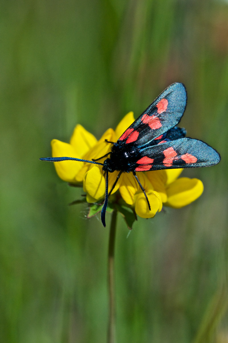 5SPotBurnetMoth0607162