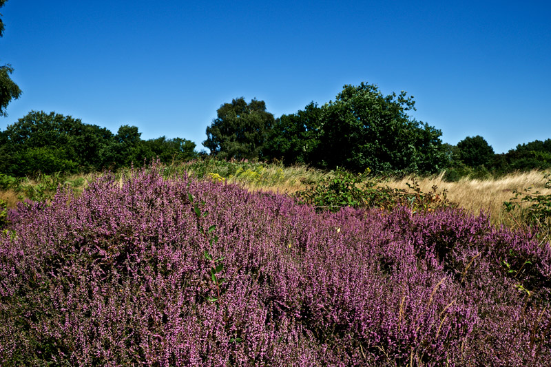 Abelheath1208163