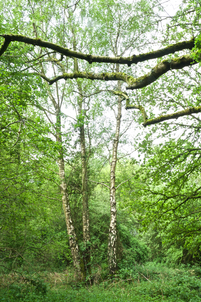 AlderfordCommon1105161