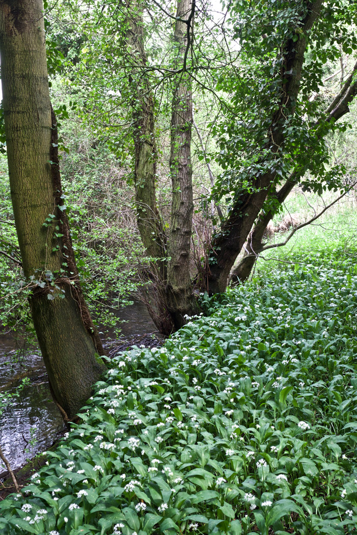 AlderfordCommon1105162