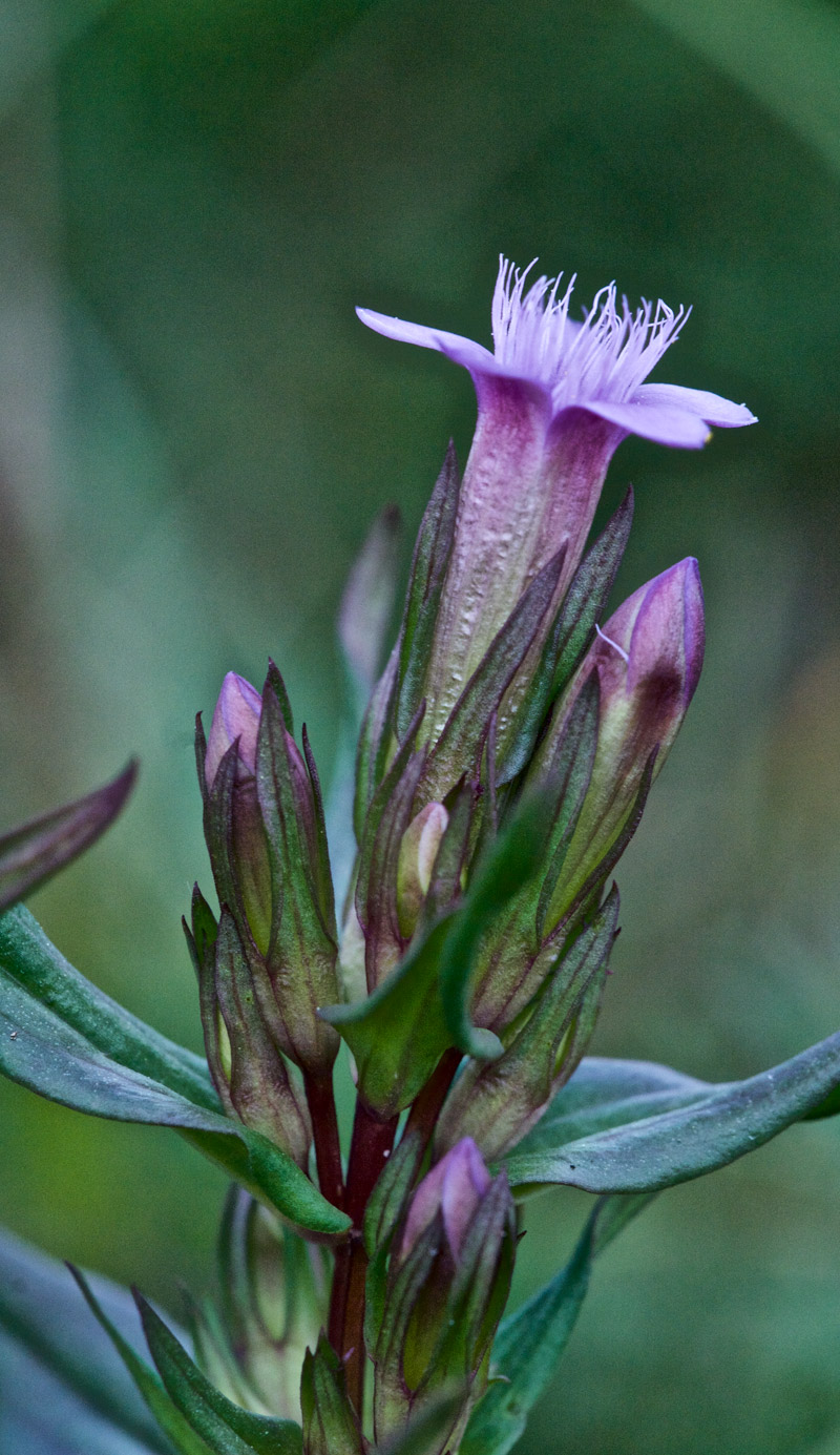 AutumnGentian3107161