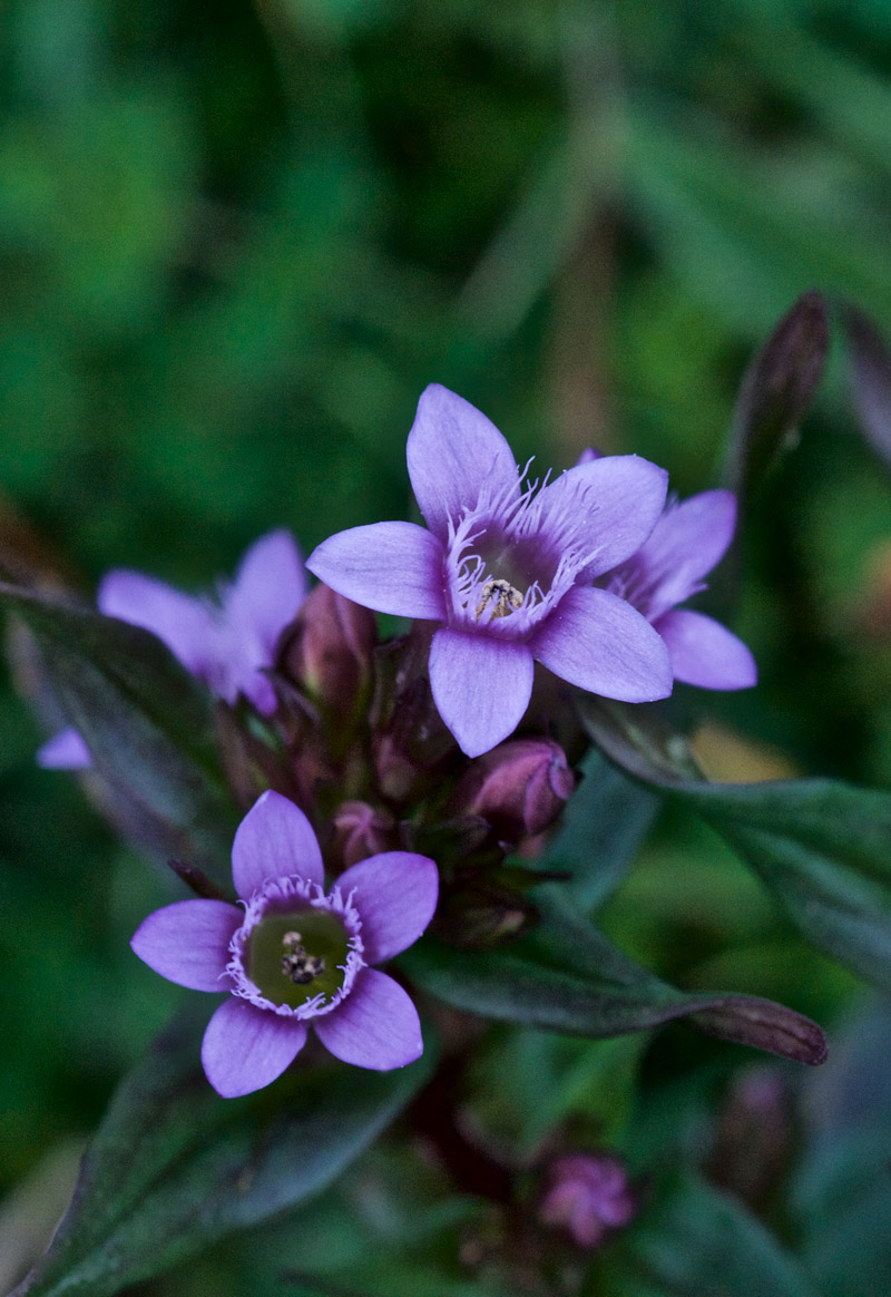 AutumnGentian3107162