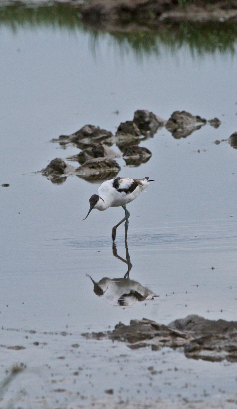 Avocet1408161