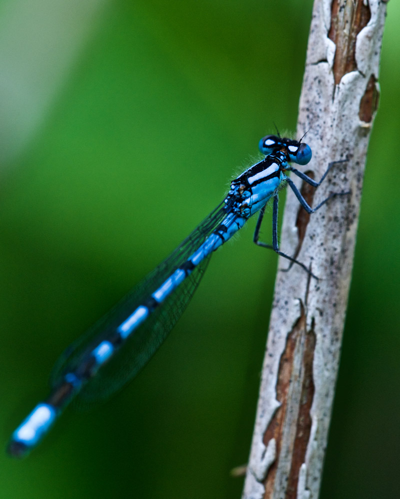 azuredamselfly2806161