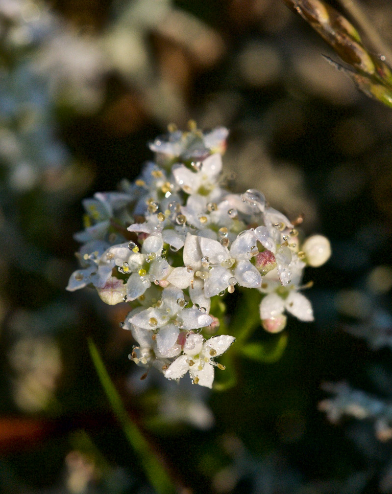 bedstraw0607161