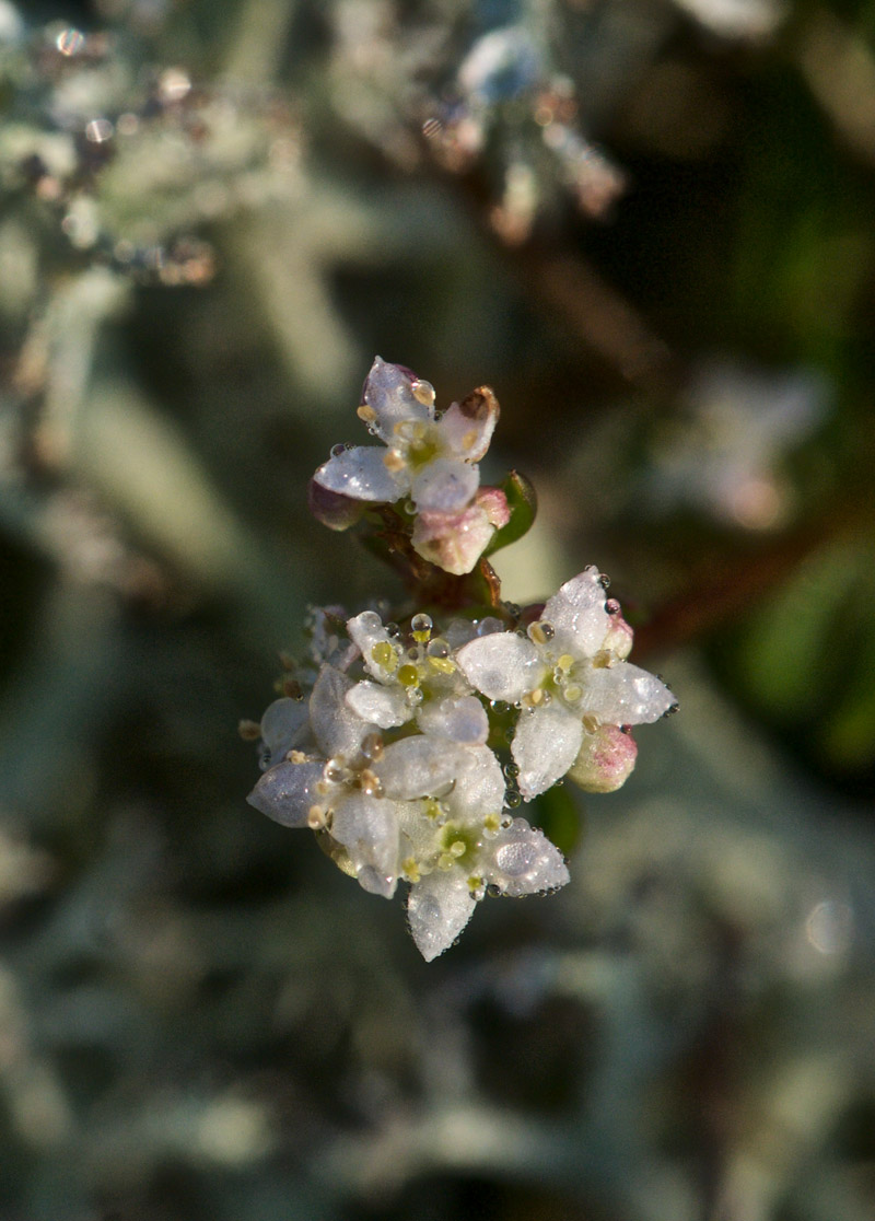 bedstraw0607162