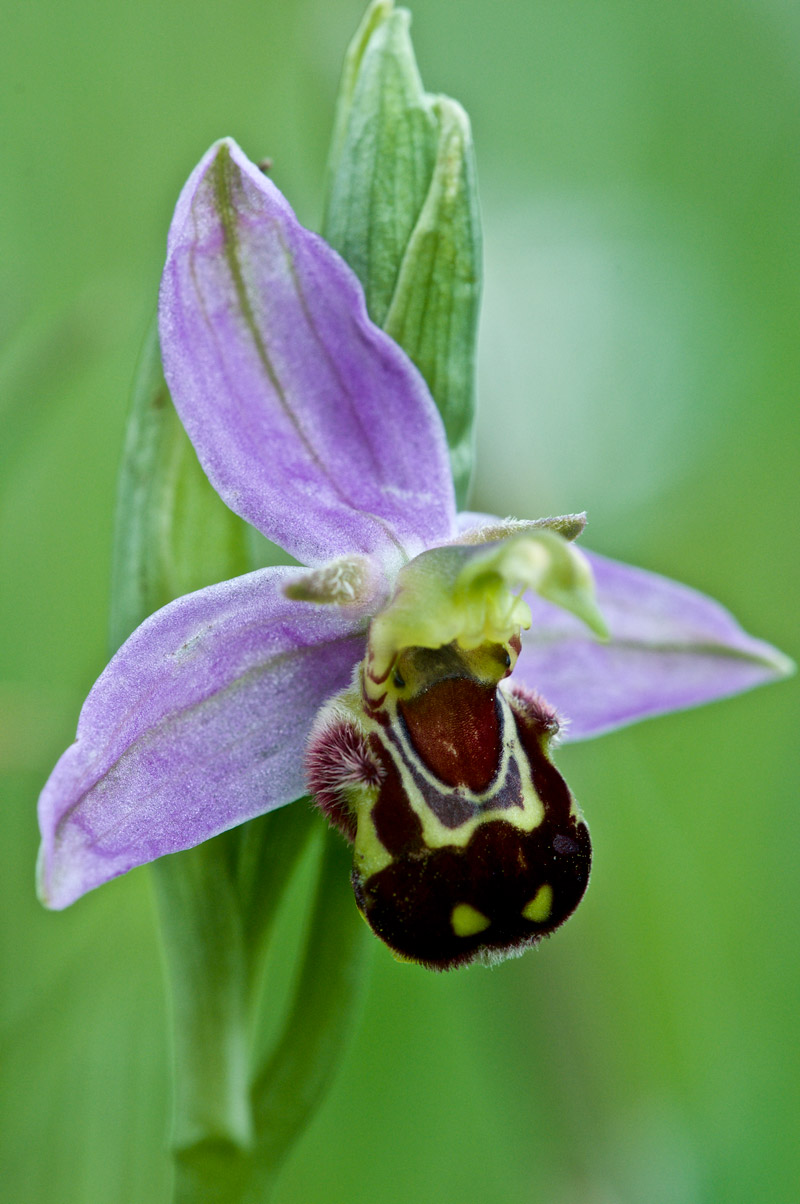 beeorchid1406161