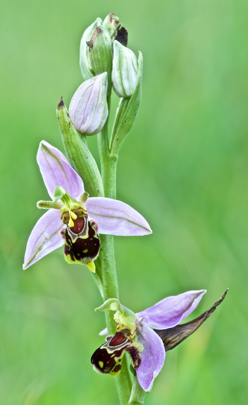 beeorchid1406162