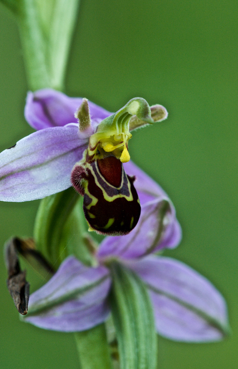 beeorchid1406163