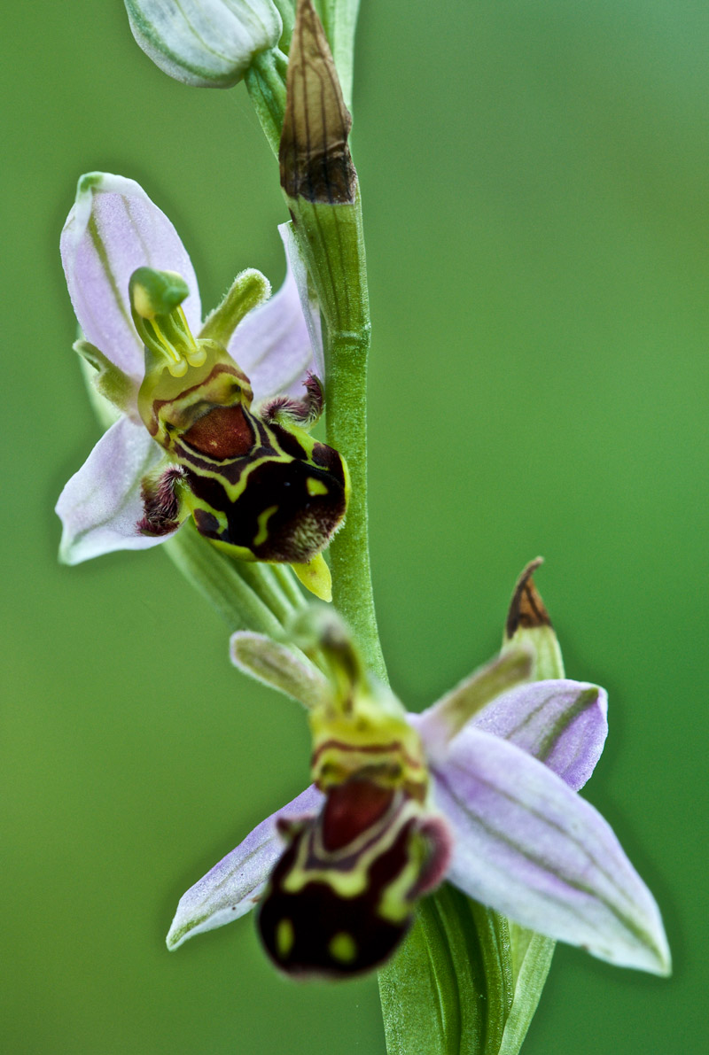 beeorchid1406164