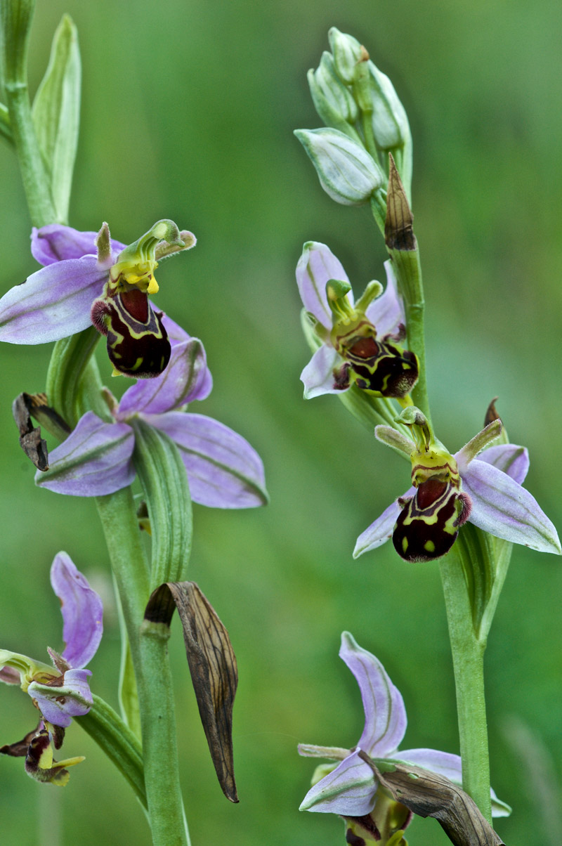 beeorchid1406165