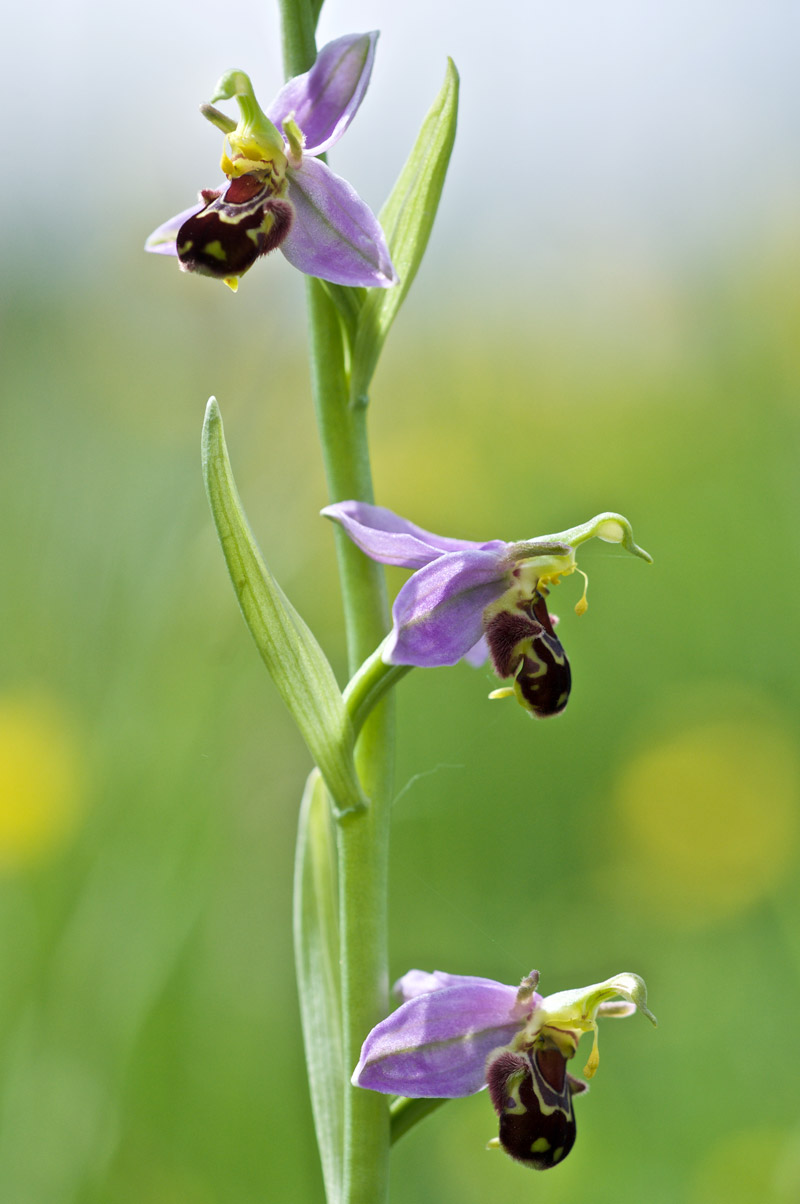 beeorchid1505165