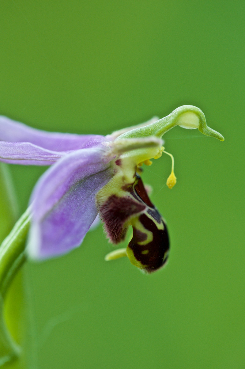 beeorchid1505168